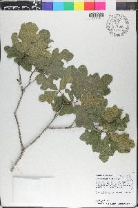 Quercus margarettae image