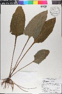 Hasteola robertiorum image