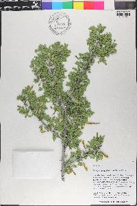 Senegalia greggii image