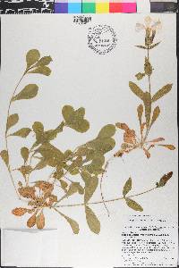 Silene catesbaei image