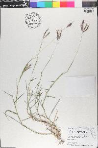 Bothriochloa ischaemum image