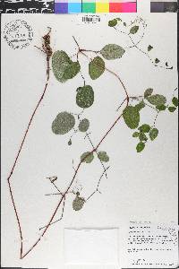 Clematis reticulata image
