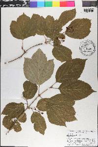 Viburnum edule image