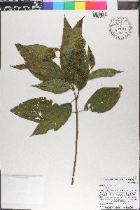 Miconia laevigata image