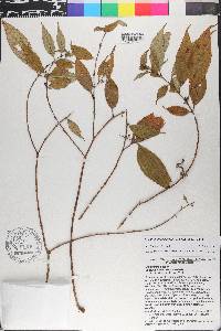 Miconia crossosepala image