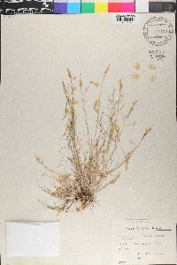 Puccinellia distans subsp. distans image