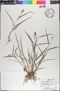 Chasmanthium ornithorhynchum image