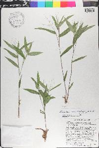 Dichanthelium commutatum subsp. ashei image