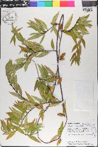 Gelsemium sempervirens image