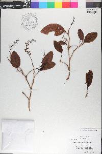 Coccoloba diversifolia image