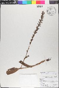 Platanthera flava image