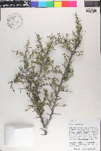 Condalia viridis image