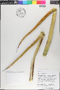 Agave lecheguilla image