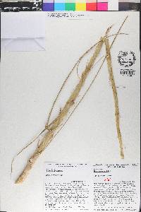 Tillandsia utriculata image