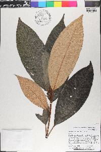Miconia punctata image