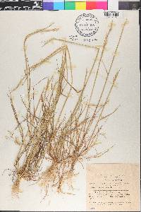 Lolium perenne subsp. multiflorum image