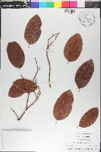 Coccoloba diversifolia image