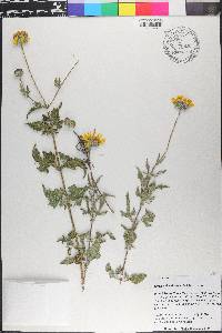 Simsia calva image