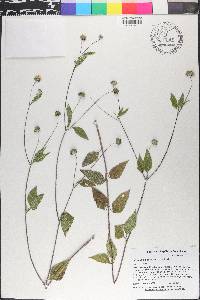 Melanthera aspera image