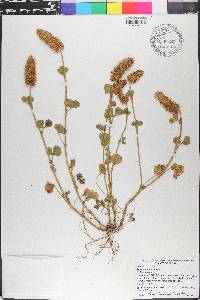 Trifolium incarnatum image