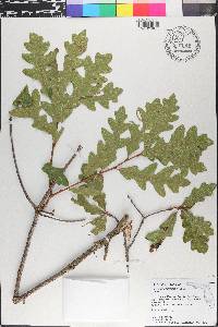 Quercus margarettae image