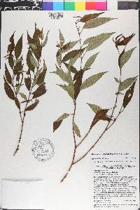 Miconia crossosepala image