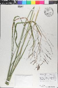 Tridens flavus var. flavus image