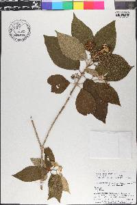 Callicarpa acuminata image