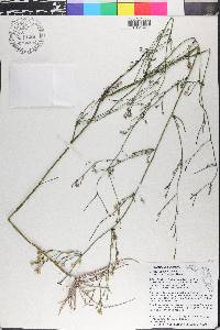 Symphyotrichum bracei image