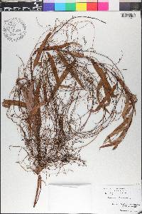Cassytha filiformis image