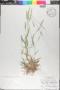 Dichanthelium lucidum image