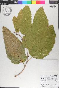 Quercus acutissima image