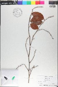 Coccoloba diversifolia image