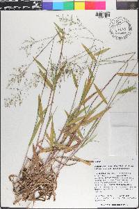 Dichanthelium scribnerianum image