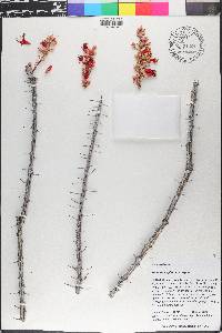 Fouquieria splendens image