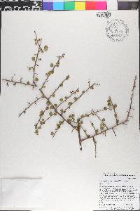 Coccoloba subcordata image