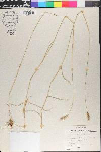 Hordeum secalinum image