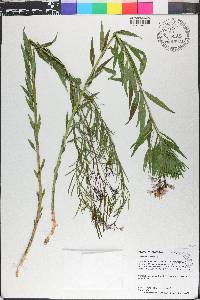 Amsonia ciliata image
