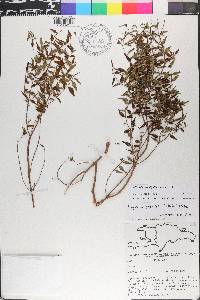 Miconia gracilifolia image