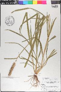 Cenchrus pilosus image