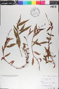 Persicaria glabra image
