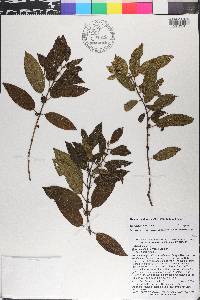 Miconia scalpta image