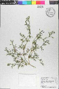 Sesuvium maritimum image