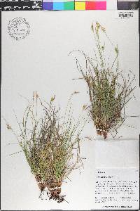 Carex planostachys image