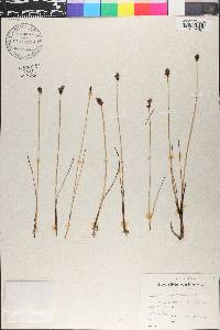 Blysmopsis rufa image