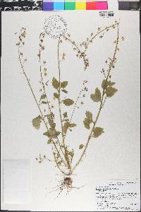 Lobelia homophylla image