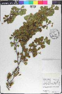Crataegus michauxii image