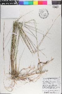 Spartina patens image