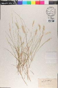 Briza subaristata image
