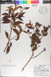 Miconia navifolia image